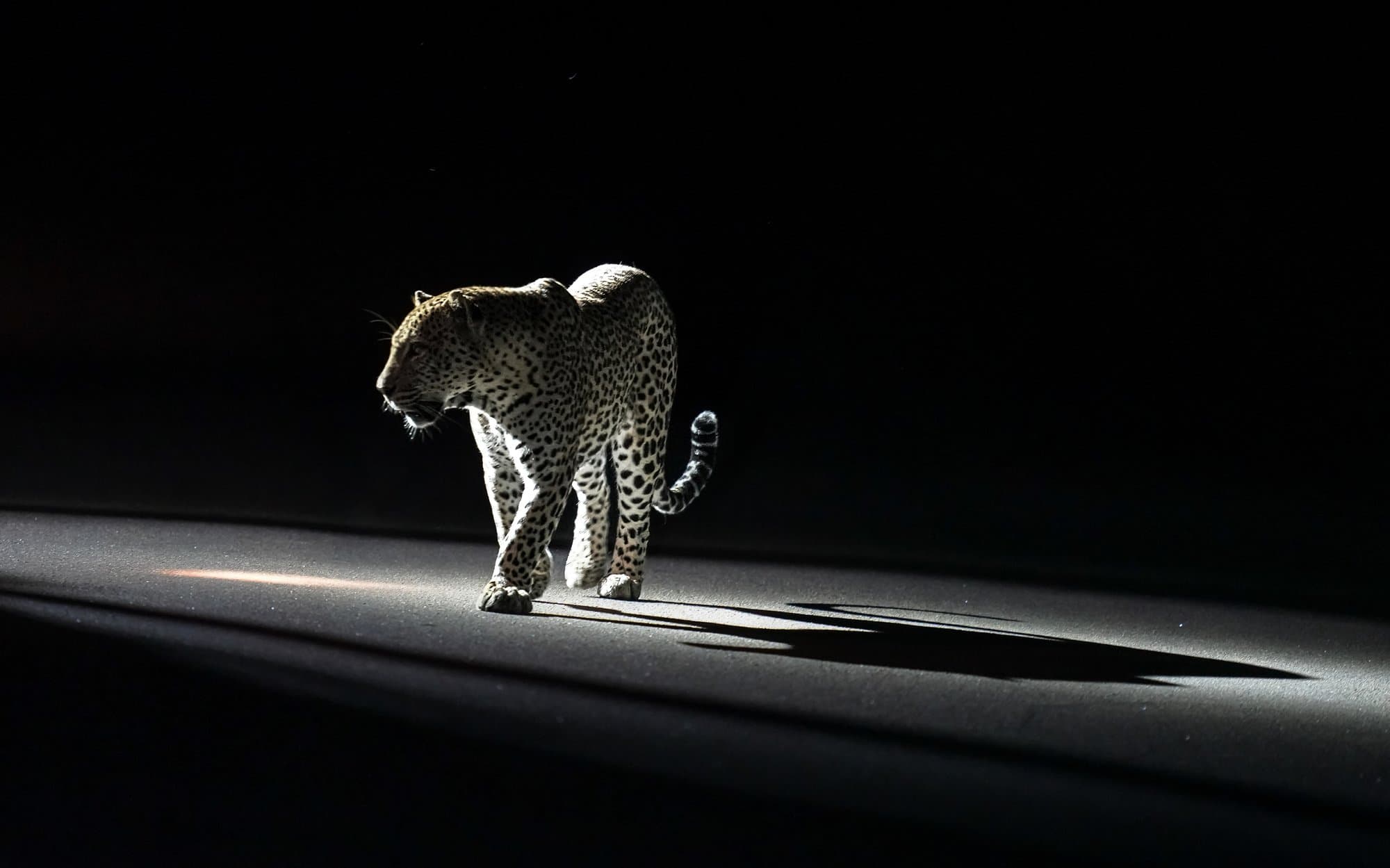 Wildlife photograph 4