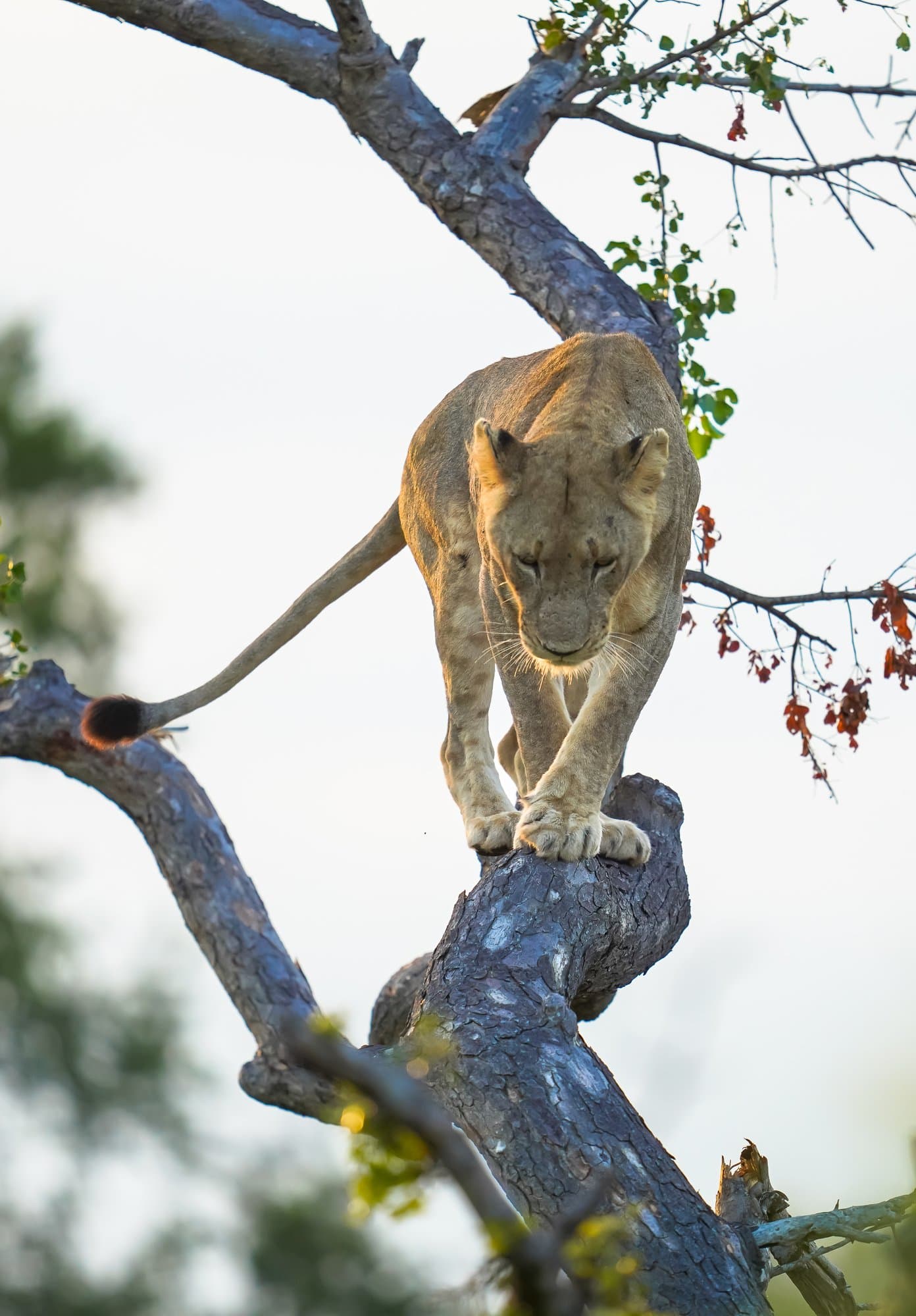 Wildlife photograph 5