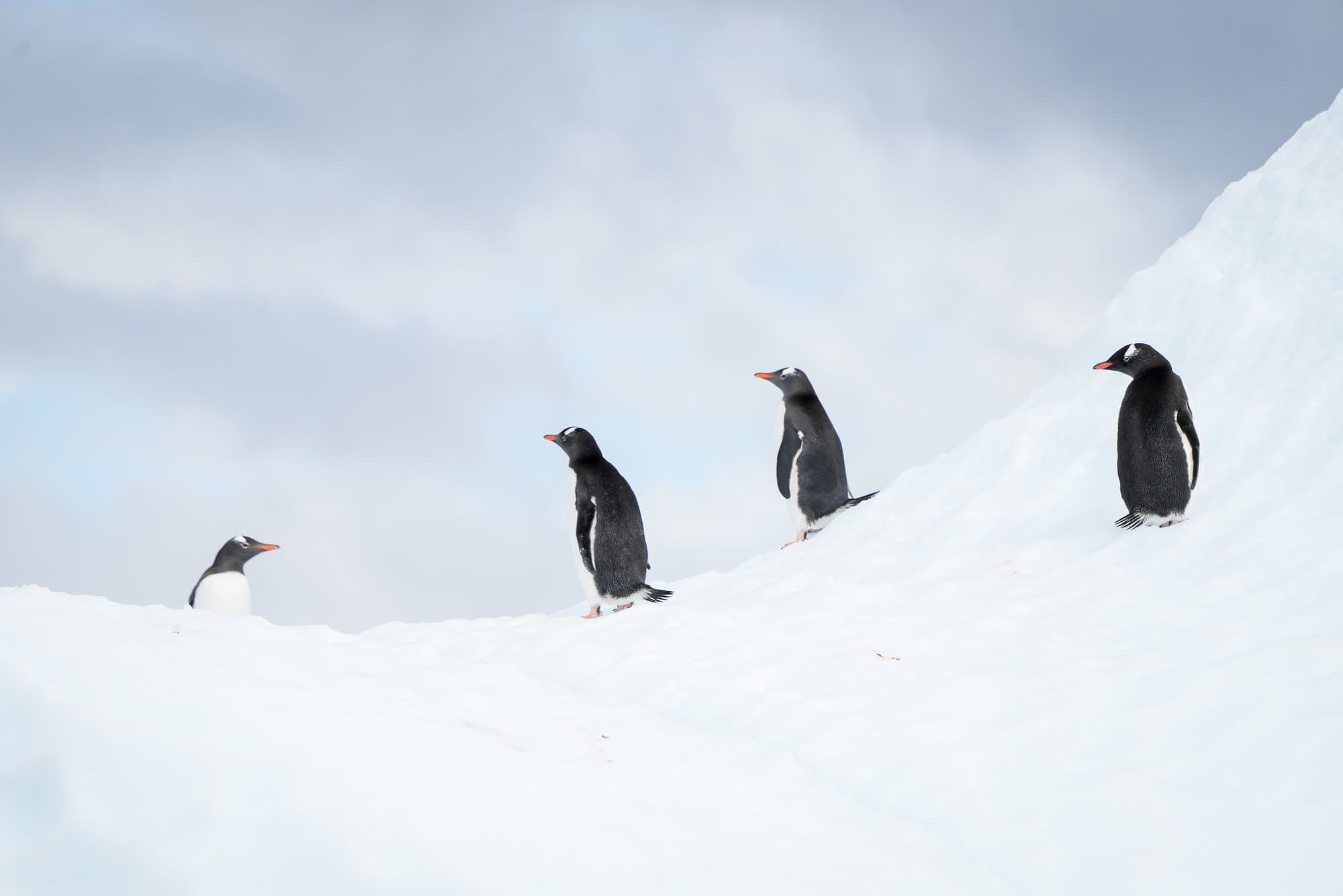 Wildlife photograph 11