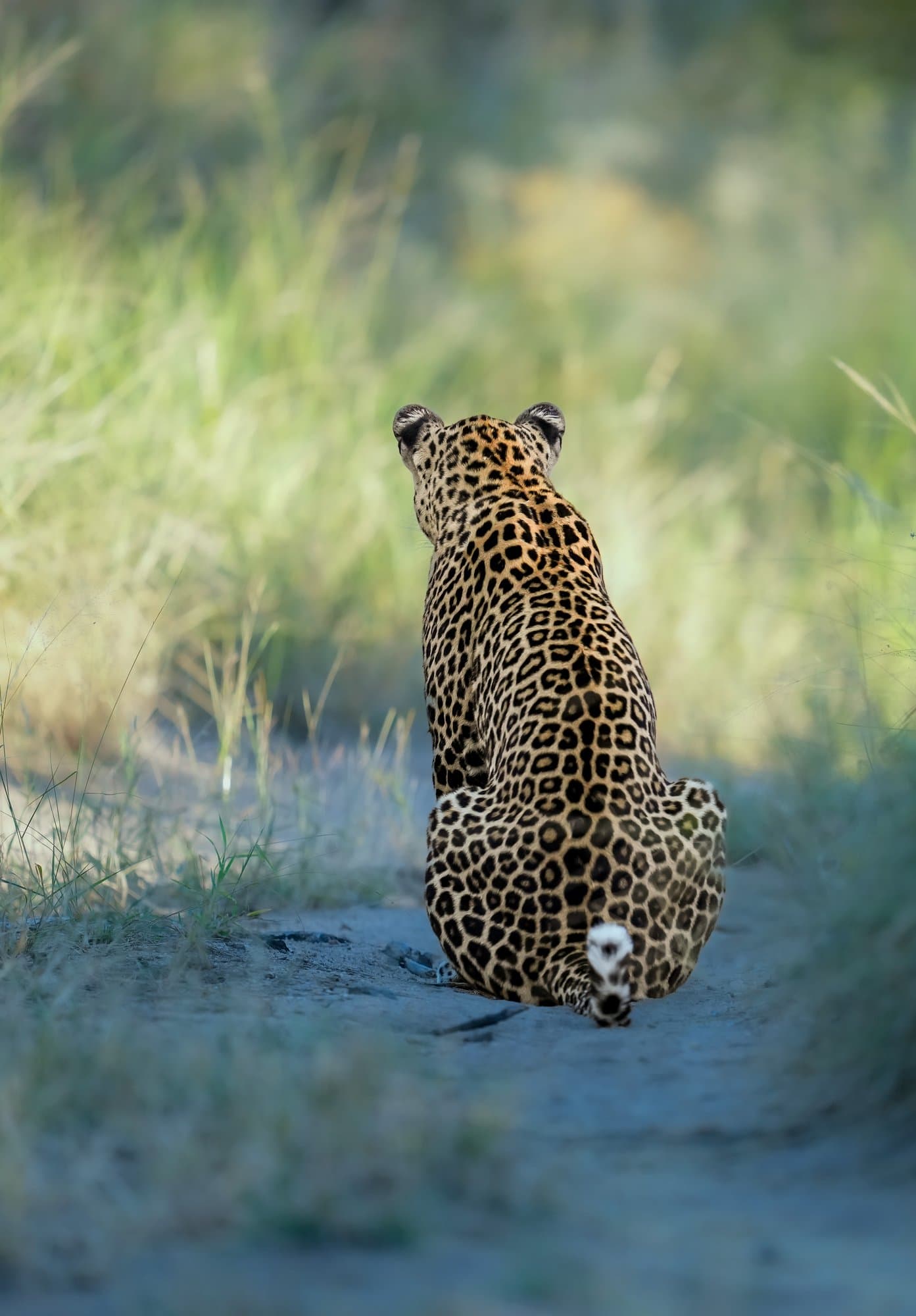 Wildlife photograph 12