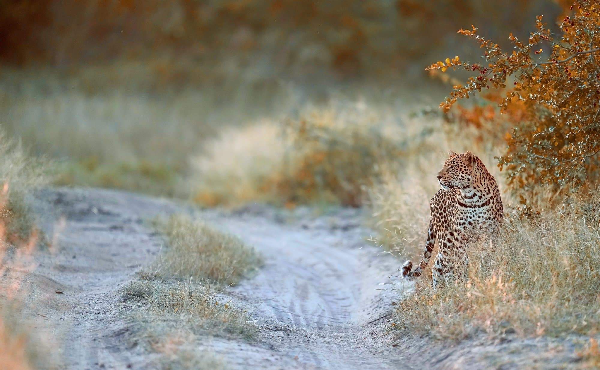 Wildlife photograph 14