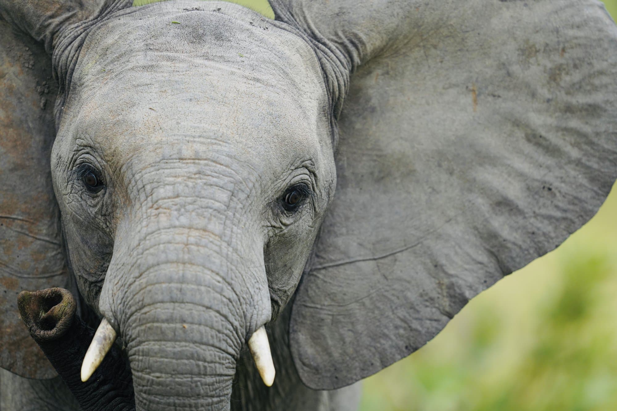 Wildlife photograph 16