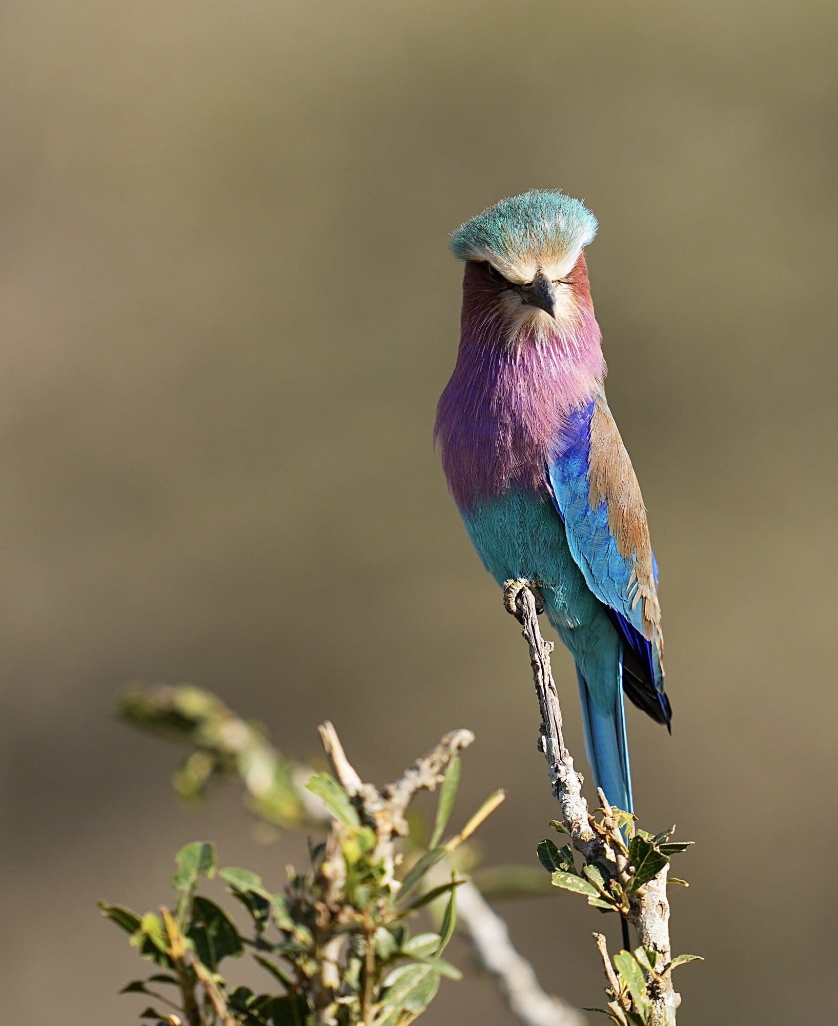 Wildlife photograph 17