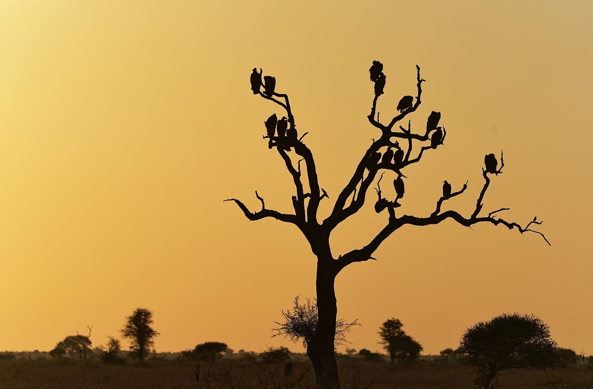 Wildlife photograph 23