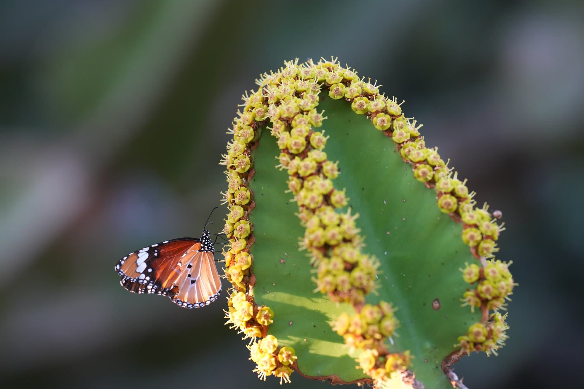 Wildlife photograph 25