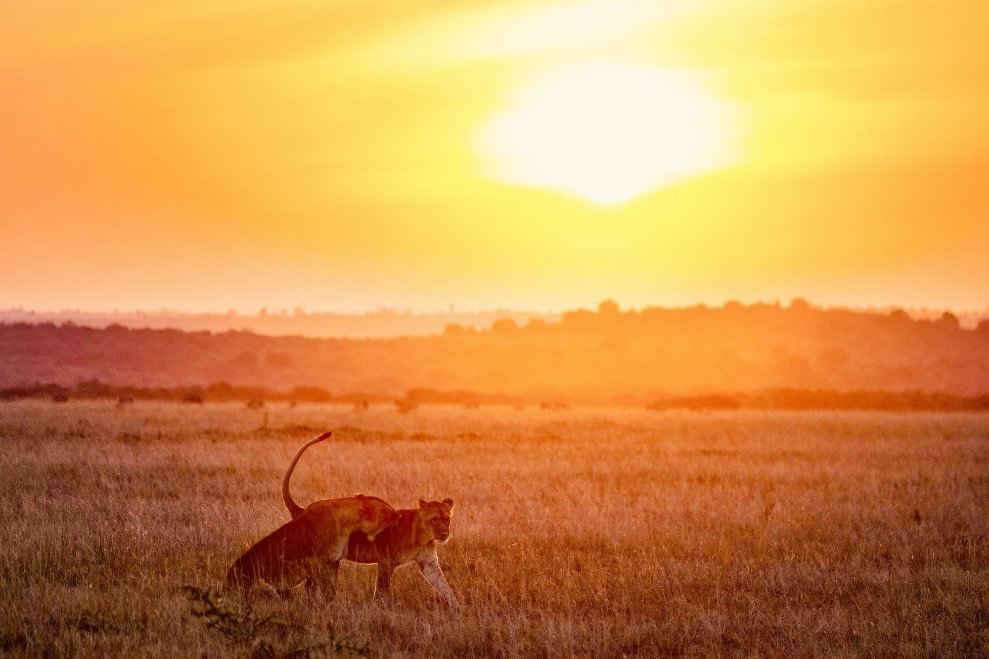 Wildlife photograph 26