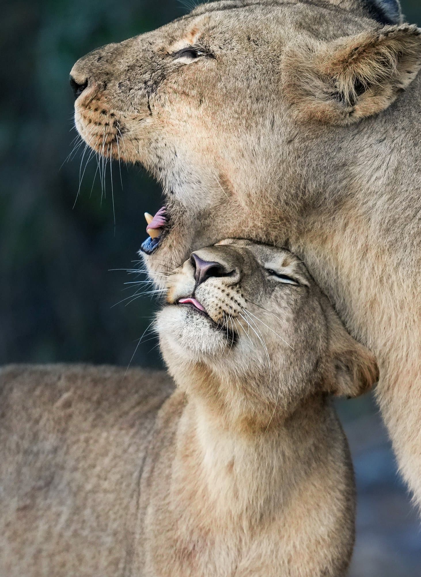 Wildlife photograph 27