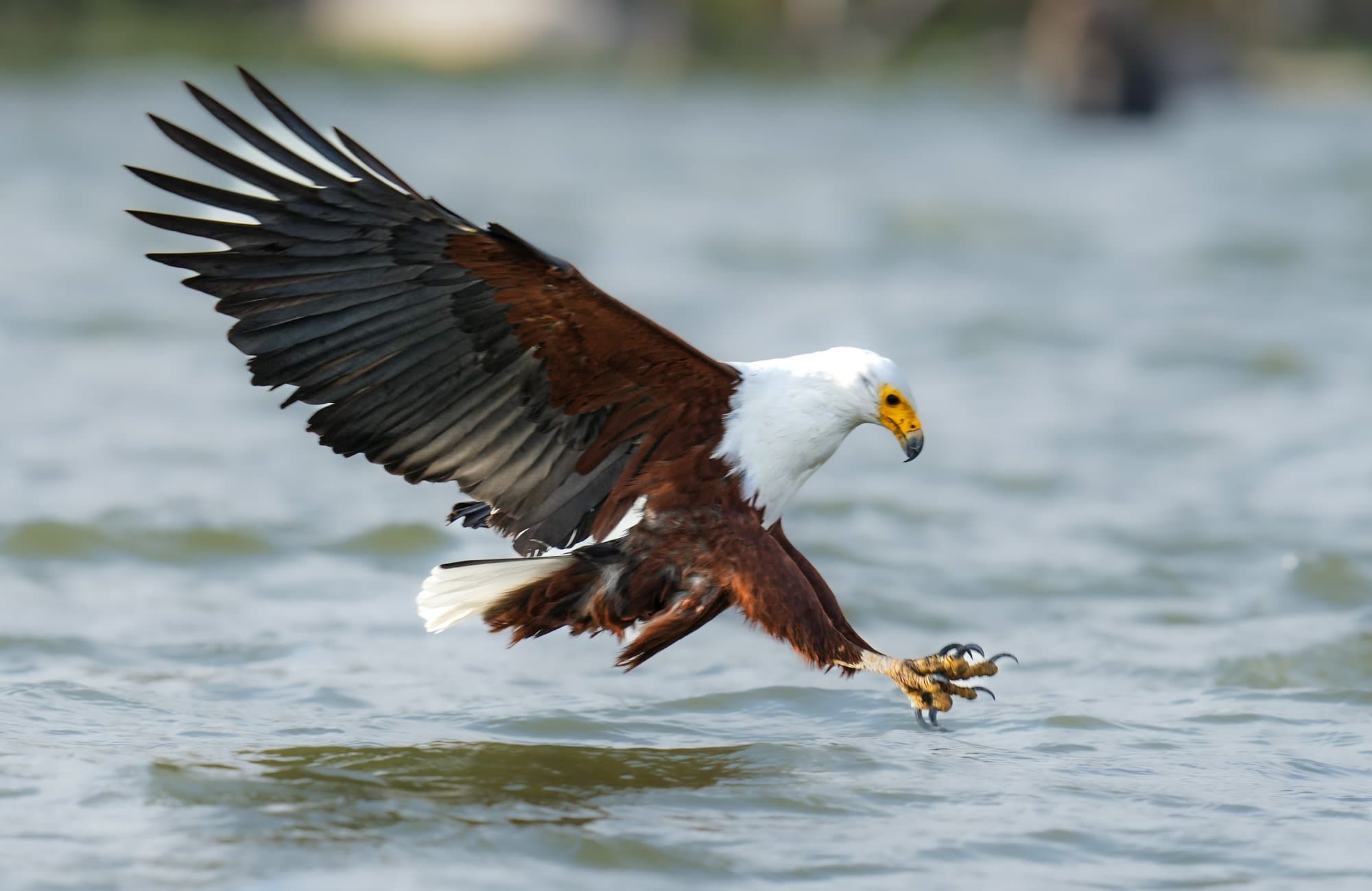 Wildlife photograph 28