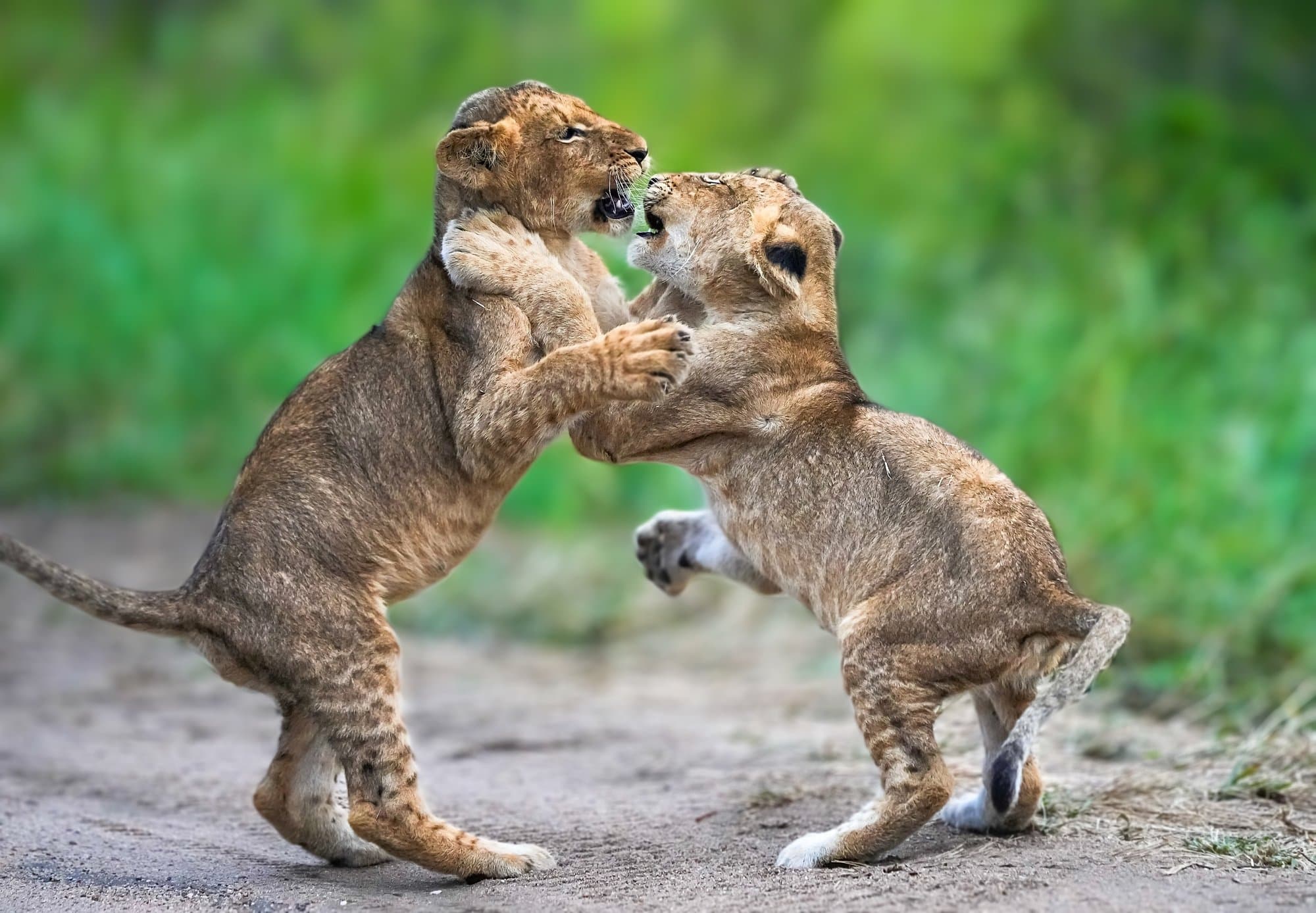 Wildlife photograph 30