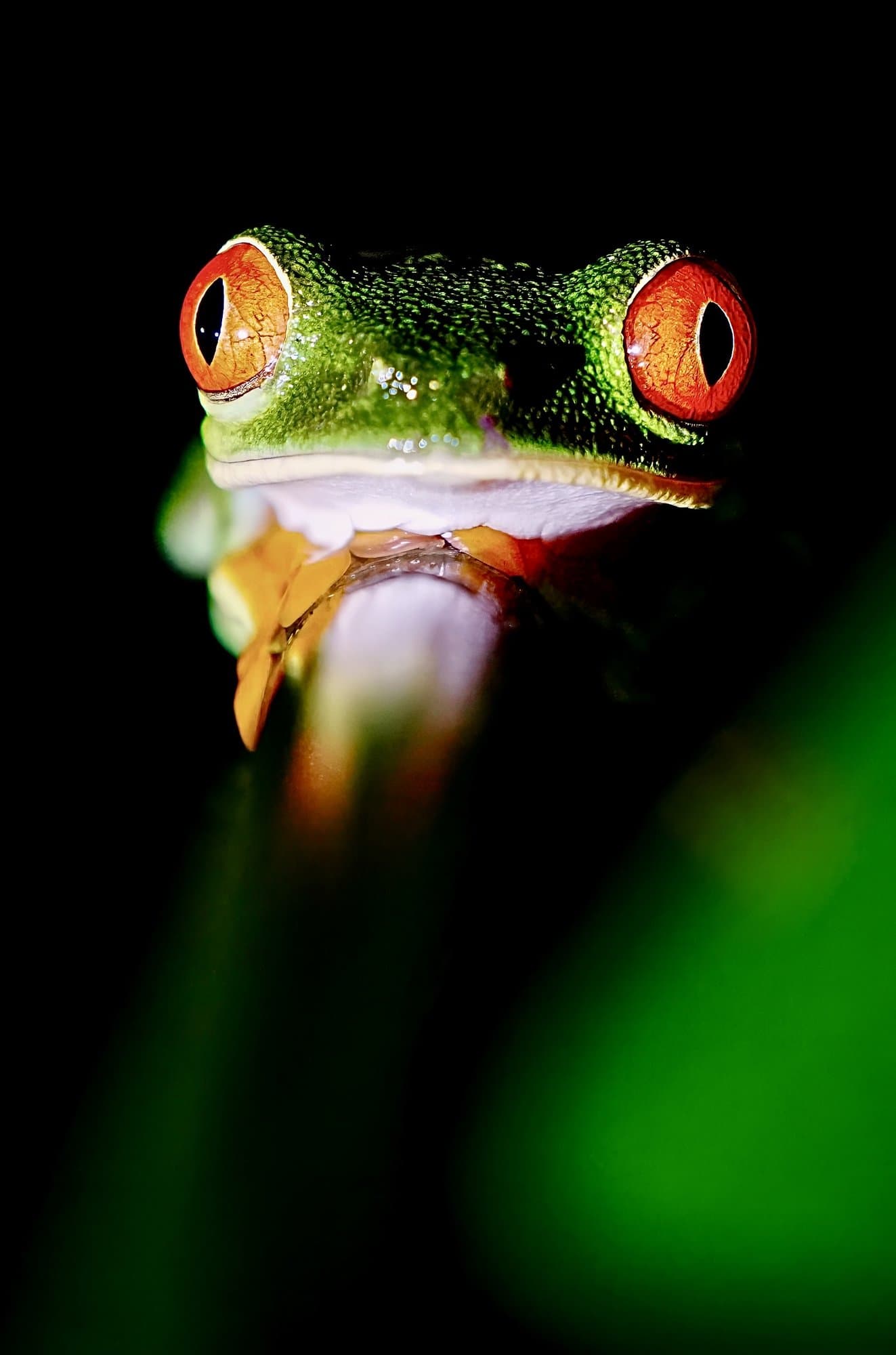 Wildlife photograph 33