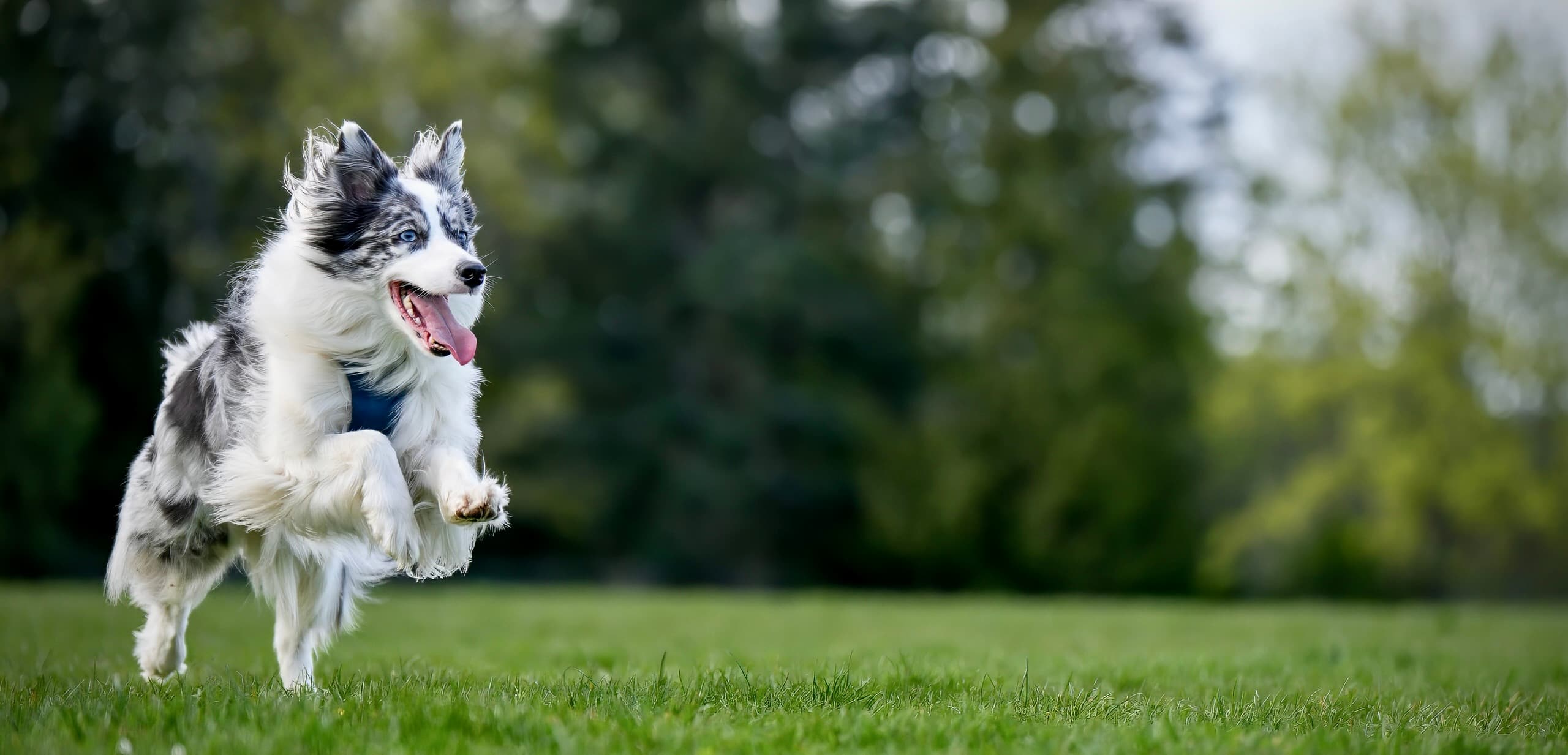 Dog photography session — frame 11