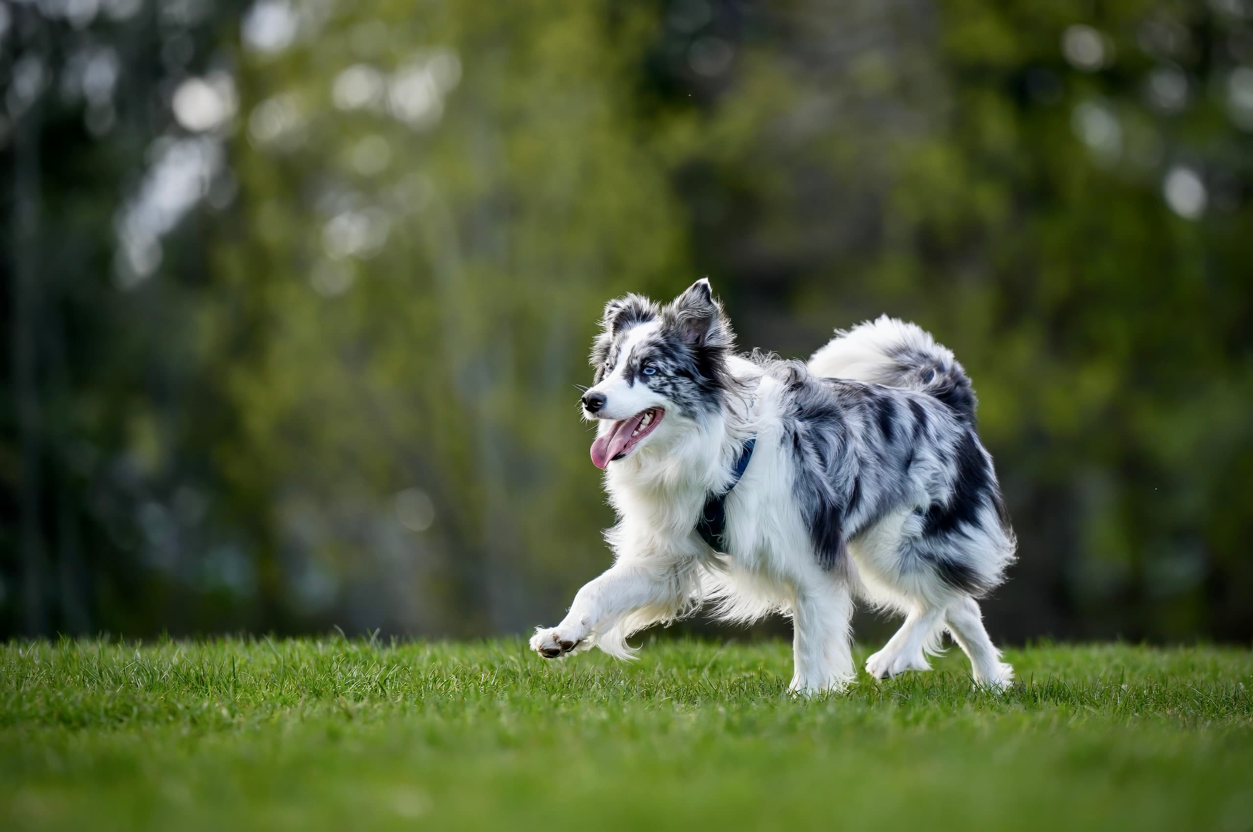 Dog photography session — frame 13