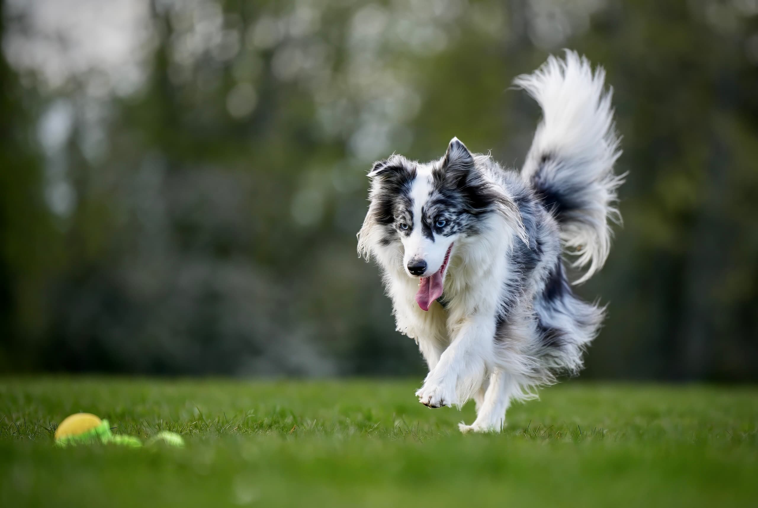 Dog photography session — frame 8