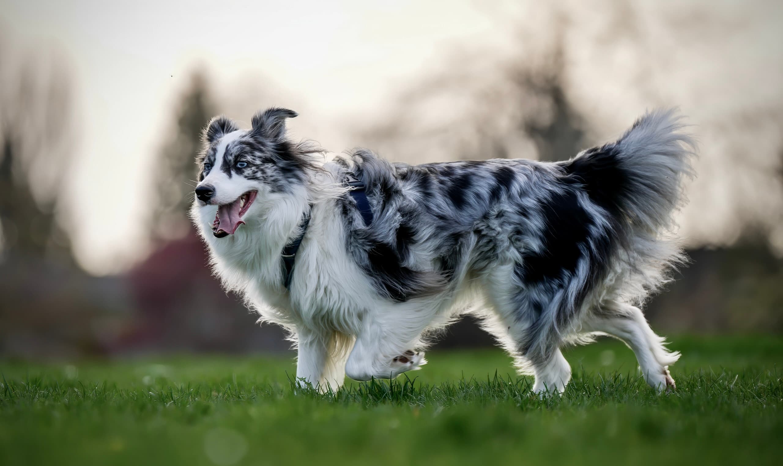 Dog photography session — frame 15