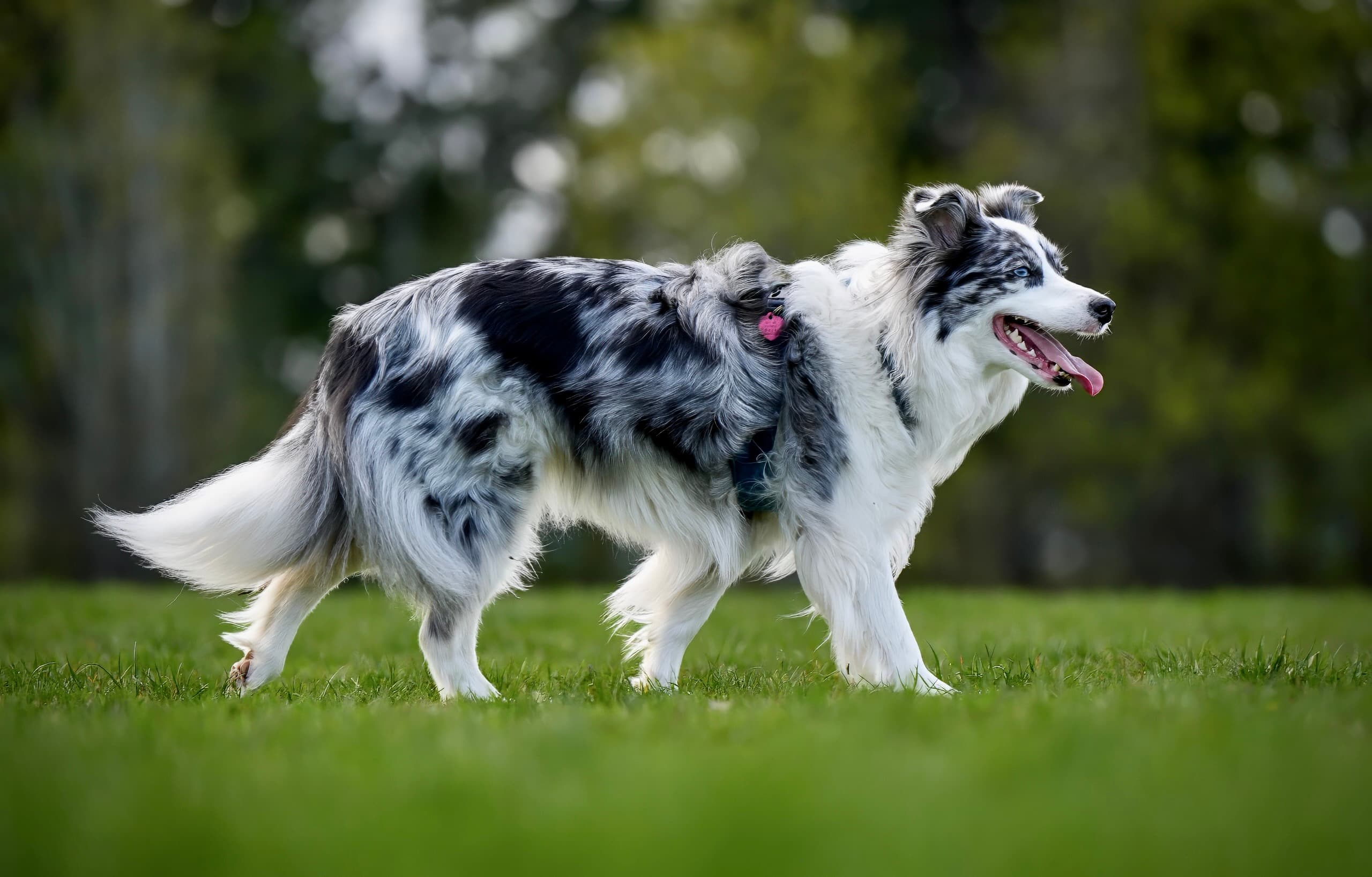 Dog photography session — frame 5
