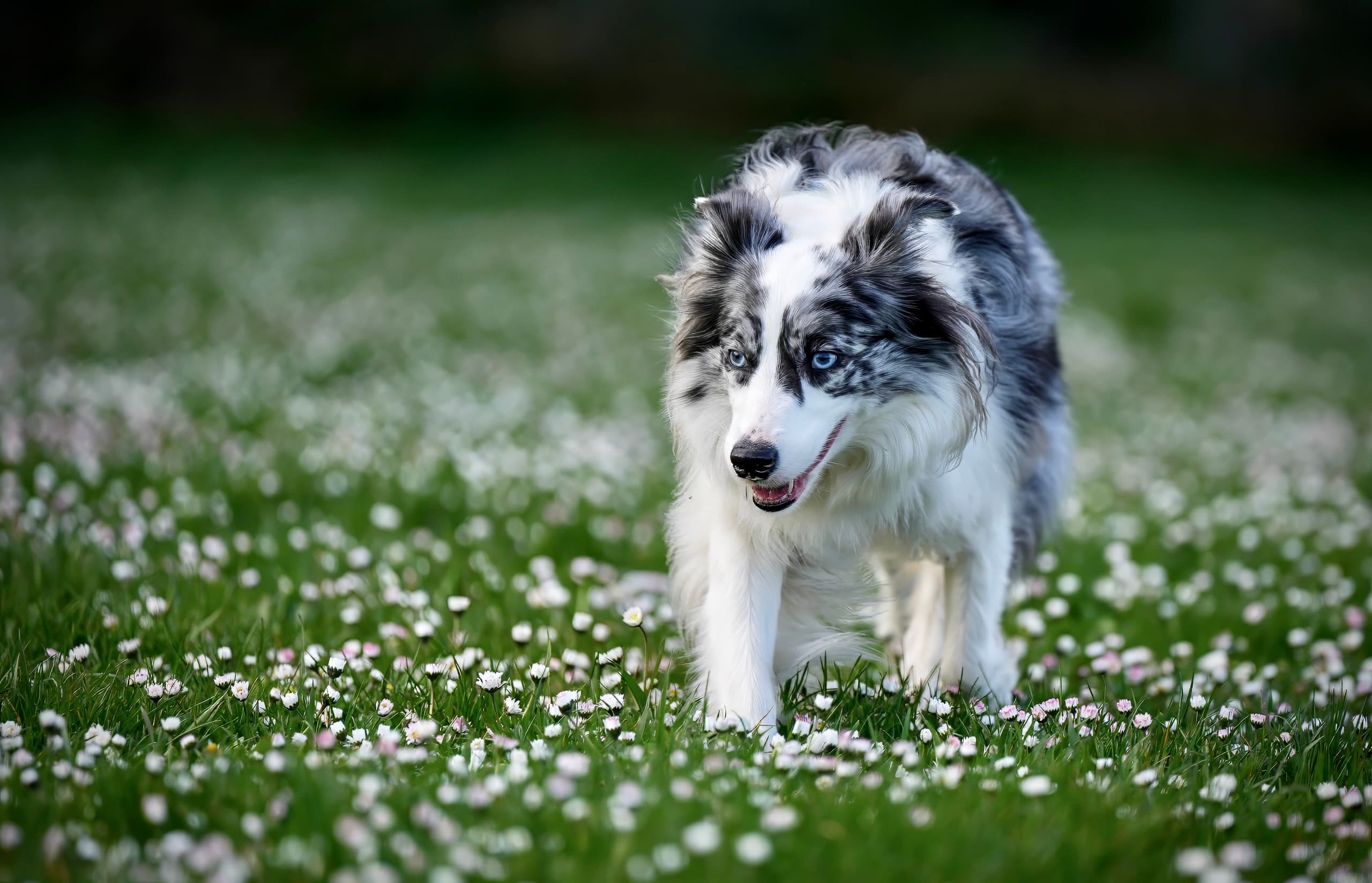 Dog photography session — frame 10