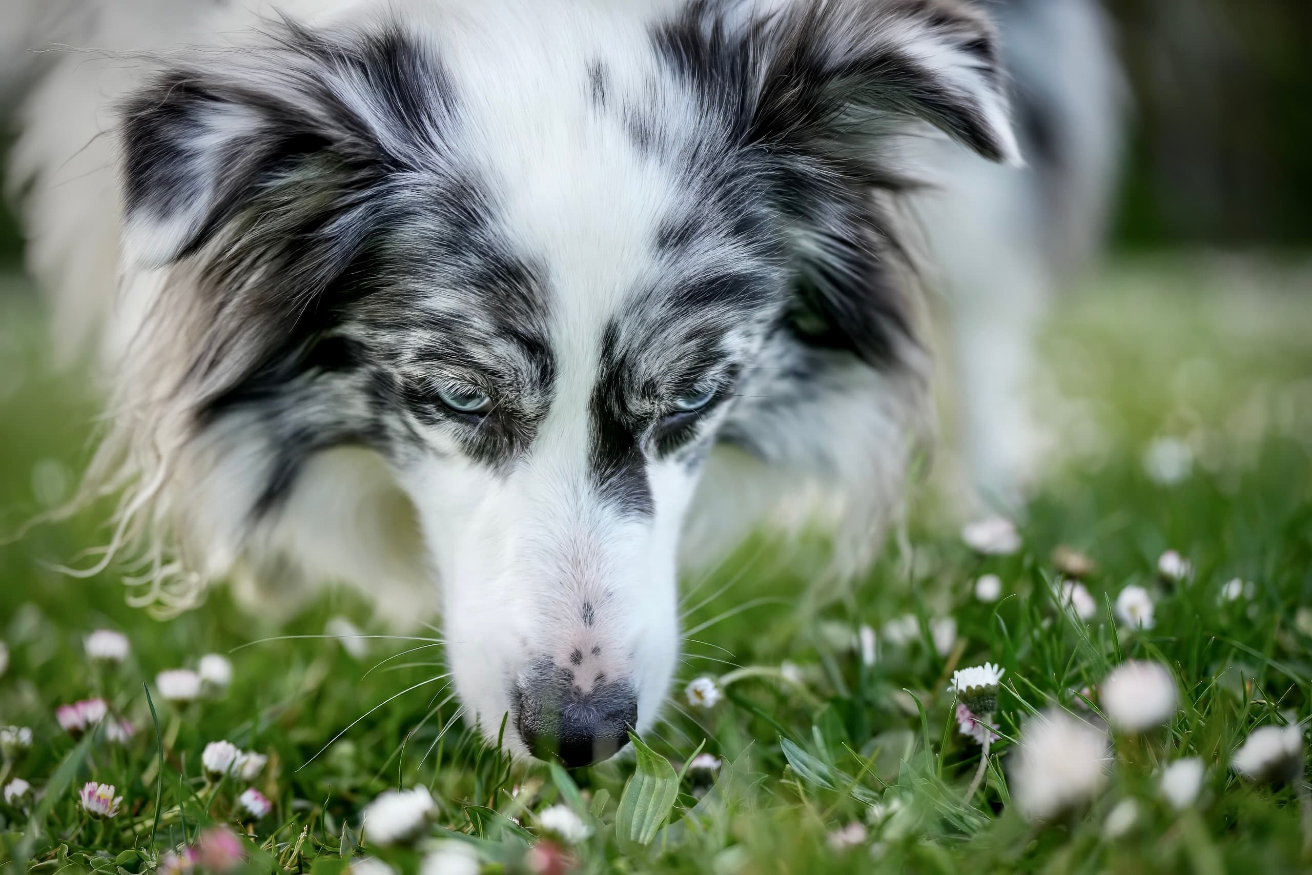 Dog photography session — frame 3