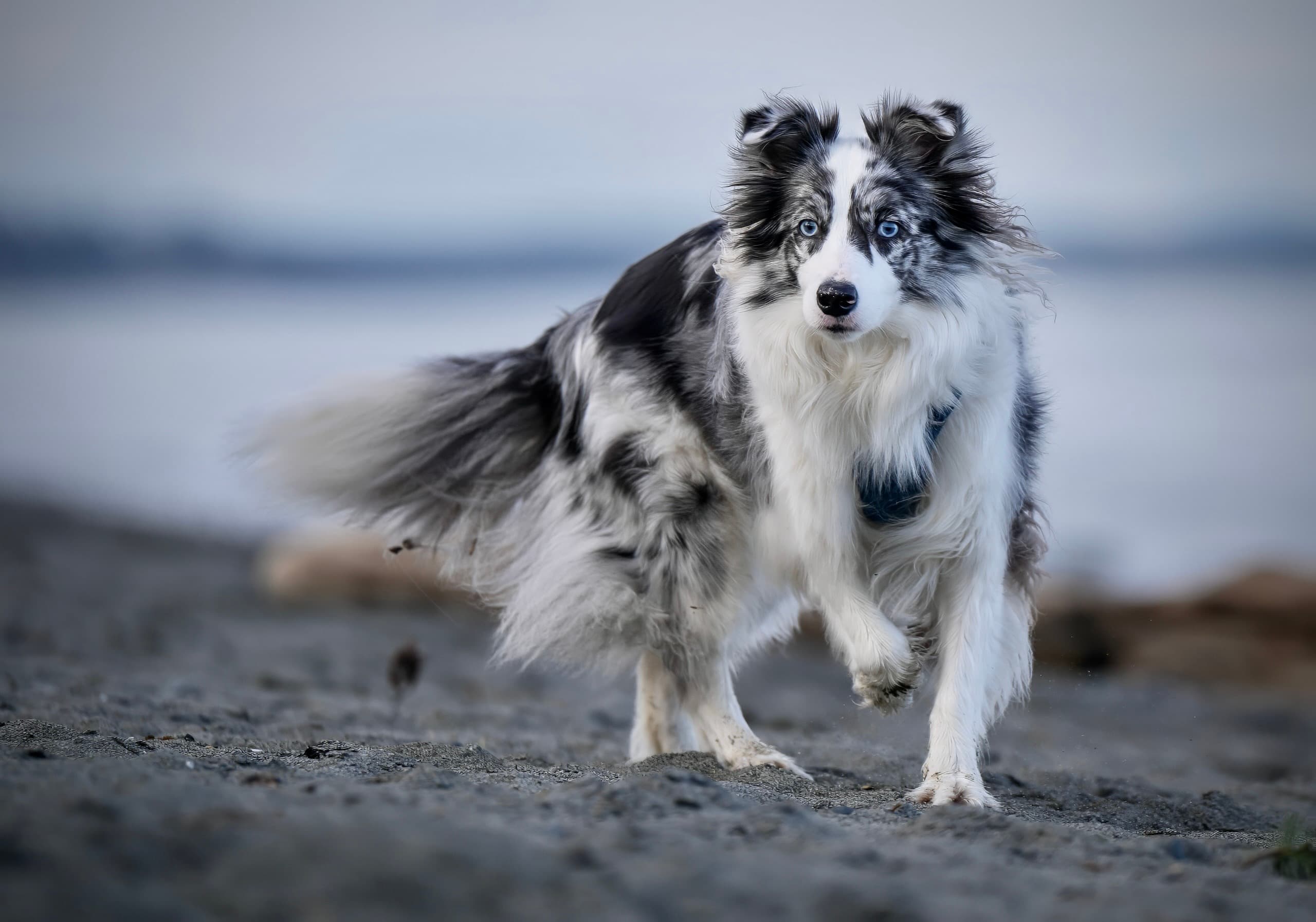 Dog photography session — frame 12