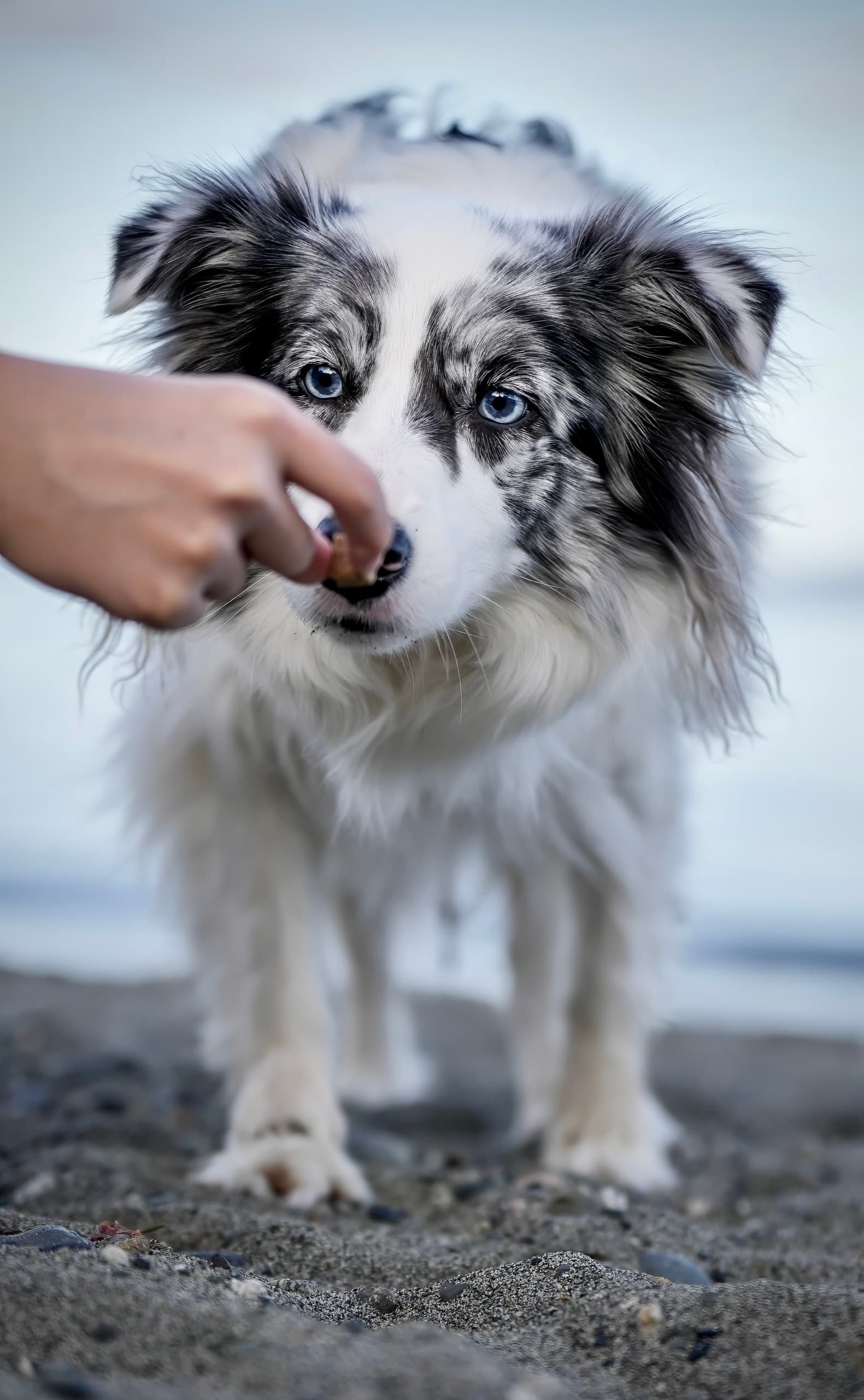 Dog photography session — frame 14