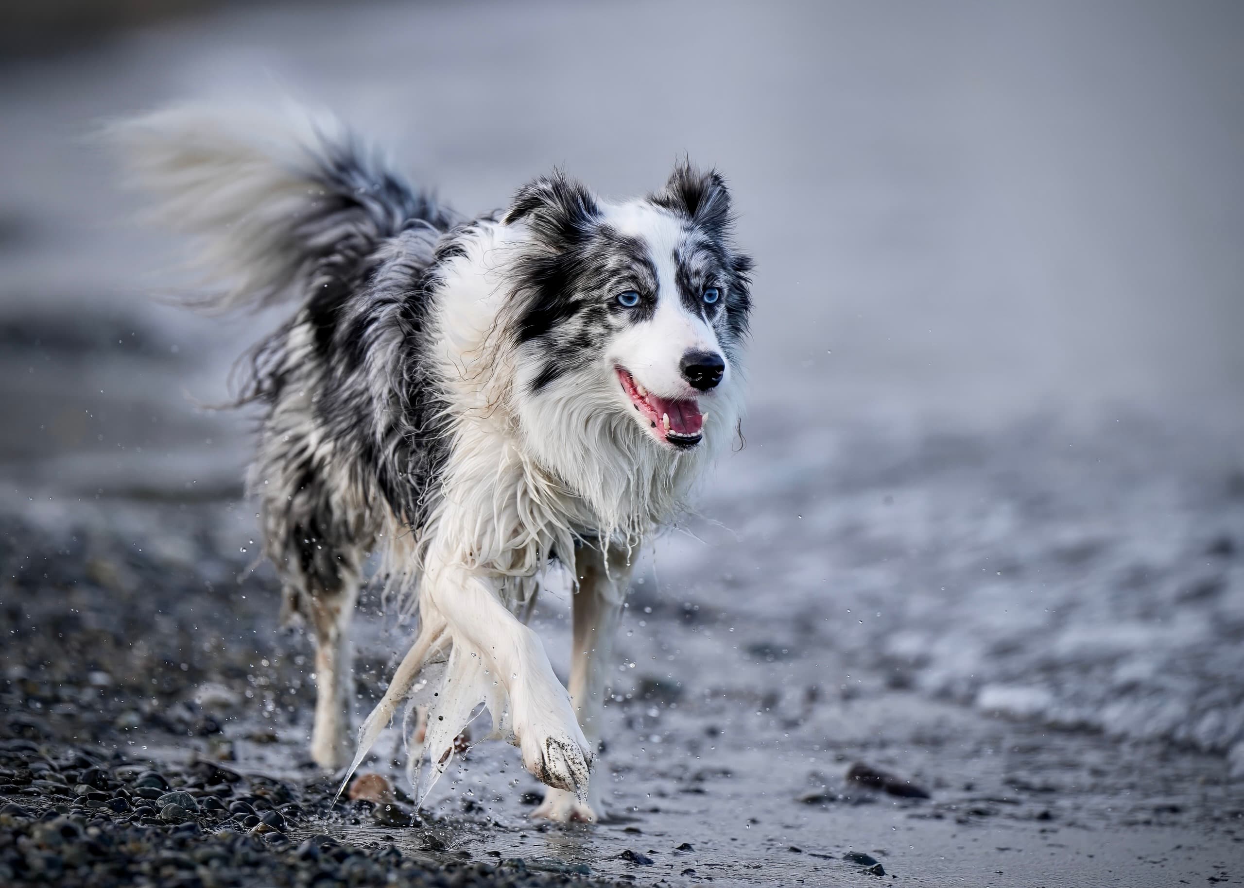 Dog photography session — frame 20
