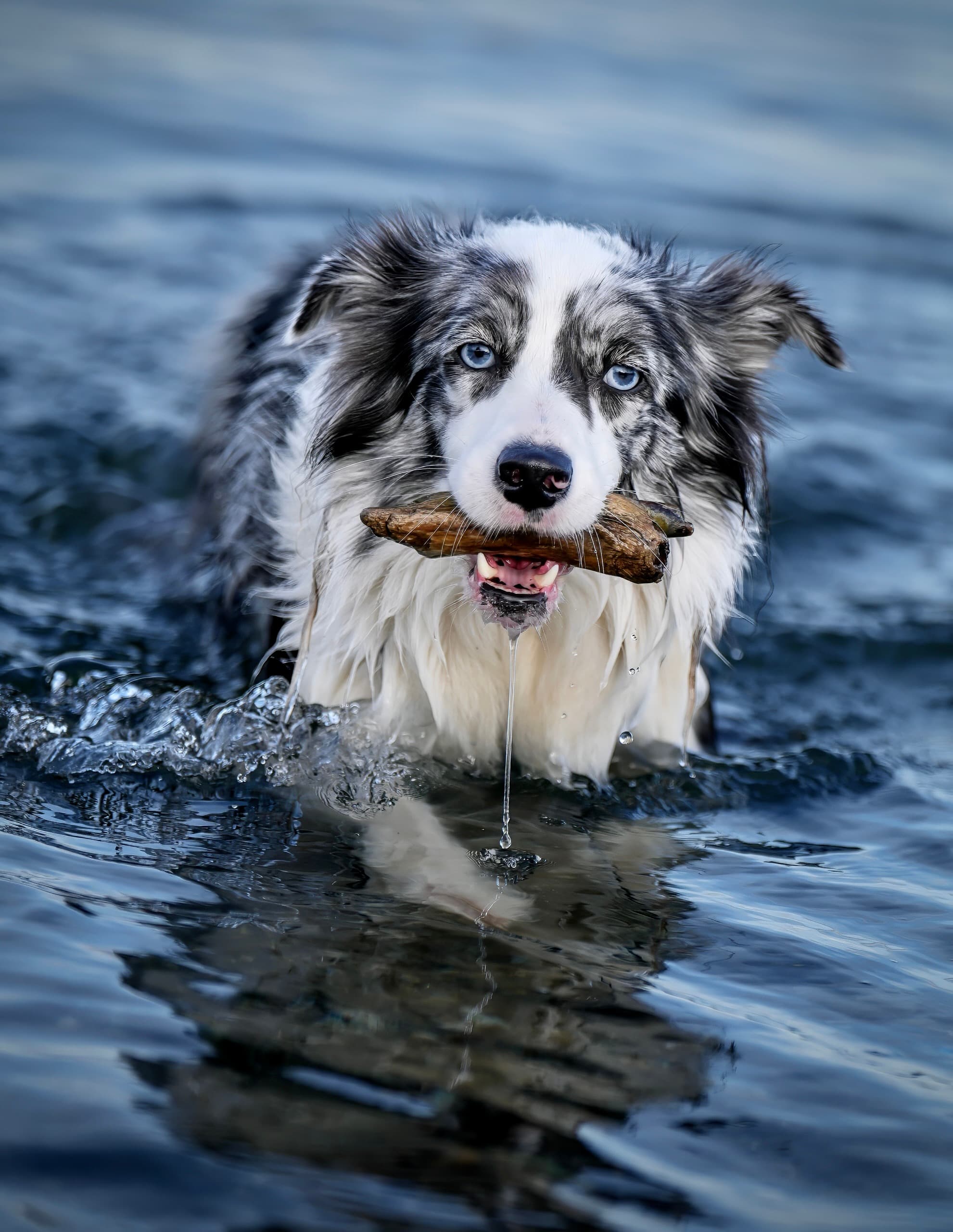 Dog photography session — frame 4